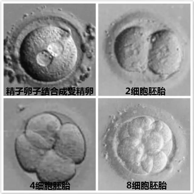 捐卵要求