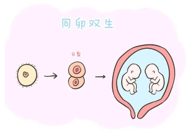 捐卵细胞危害