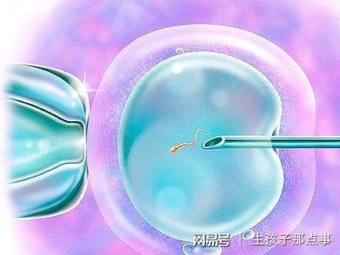 美国捐卵公司
