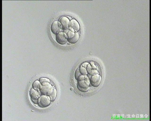 美国月子中心