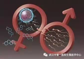 美国捐卵公司