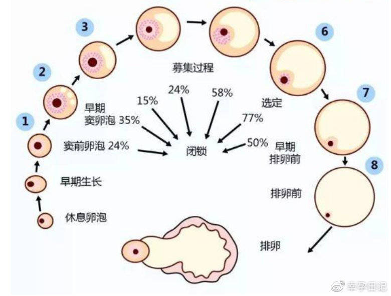 捐卵