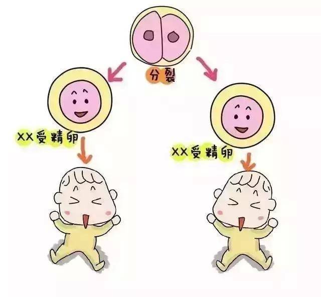 美国助孕