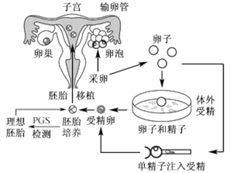 美国生子