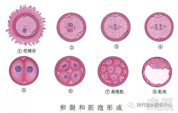 借卵试管婴儿