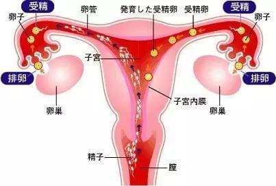 绝经